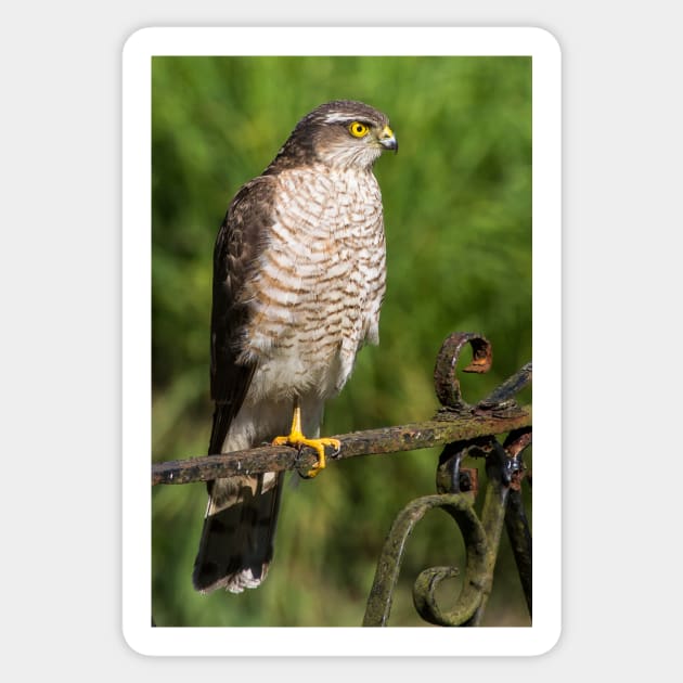 Female Sparrowhawk Hawk Bird of Prey Photo Sticker by CreativeNatureM
